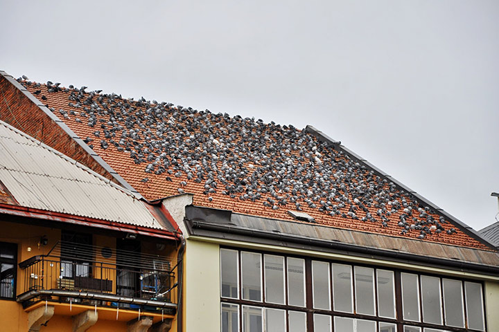 A2B Pest Control are able to install spikes to deter birds from roofs in Abram. 