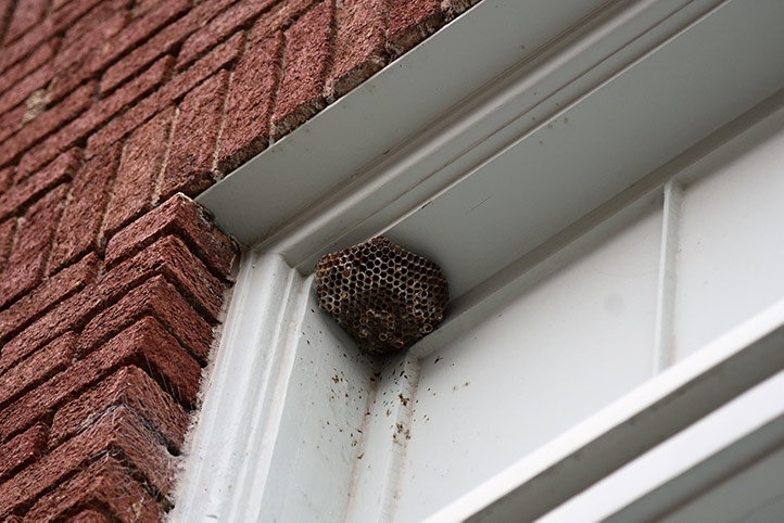 We provide a wasp nest removal service for domestic and commercial properties in Abram.